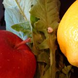 Smoothie de păpădie